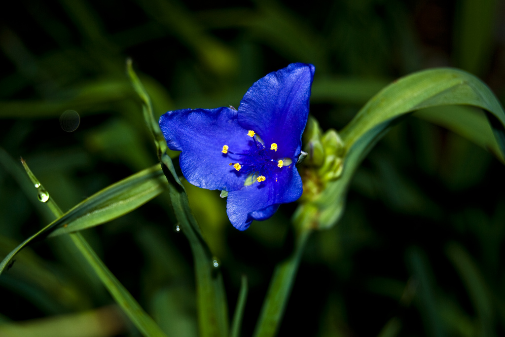 Tradescantia Virginiana